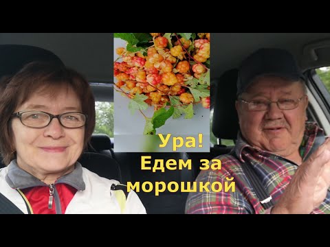 Видео: Татьяна. Ура! Едем на сбор морошки.Сезон 2023. Всё о ягоде морошке. Стоит дорого, достать трудно ч.1