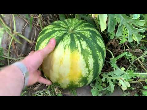 Видео: Арбузы 🍉 в августе  в нижегородской  области привитые на кабачек 2023