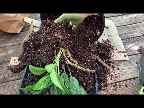 Видео: Размножение китайской вечнозеленой аглаонемы (Aglaonema)