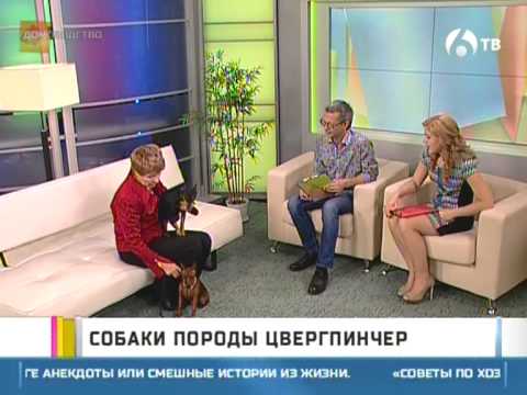 Видео: Порода собак - Цвергпинчер
