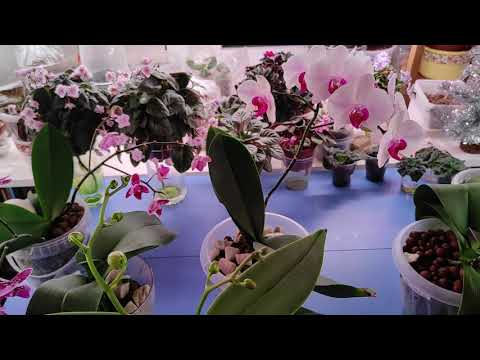 Видео: 12.01.21.ОРХИДЕИ в керамзите из ИКЕА. и надо ли обрезать цветоносы .