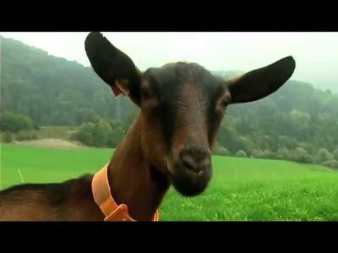 Видео: С БРАЗДИ в Швейцария - преработка във фермата