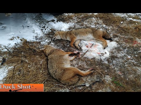 Видео: Норная охота с ягдтерьерами! Добыт шакал, лиса.