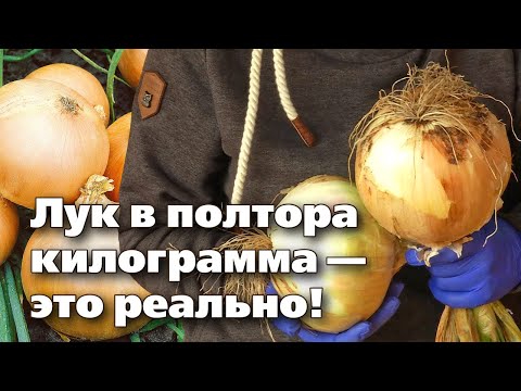 Видео: КАК ВЫРАСТИТЬ ОГРОМНЫЙ ЛУК. СМОЖЕТ КАЖДЫЙ
