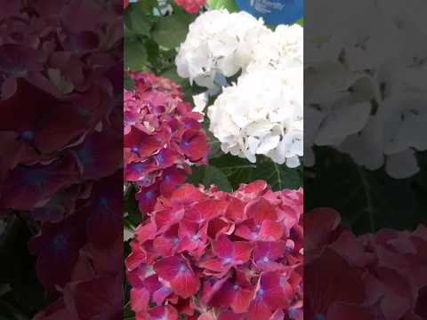 Видео: Гортензия - красотка 🌺🌺🌺#огород #сад #цветы #дача #гортензии