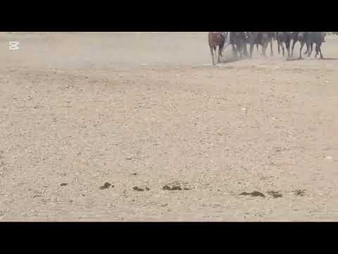 Видео: 3-тайм авто гол болду Маке адашты Манас деле адашкан эч нерсе эмес