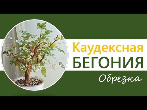 Видео: КАУДЕКСНАЯ БЕГОНИЯ ДРЕГА. Формирование в виде дерева