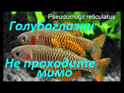 Видео: Необычное, но популярное. Серия 2 - Голубоглазки