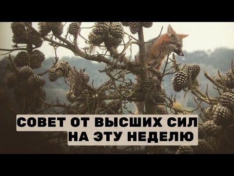 Видео: Совет от высших сил на эту неделю 
