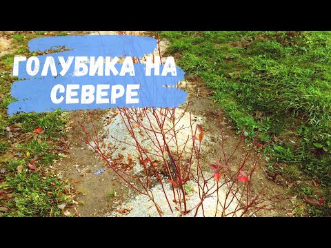 Видео: Выращивание голубики в северных регионах