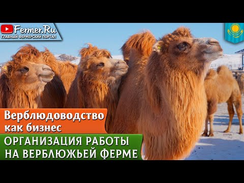 Видео: 🐪Как Бауржан Оспанов развивает верблюдоводство в Казахстане. От традиций к современным технологиям.