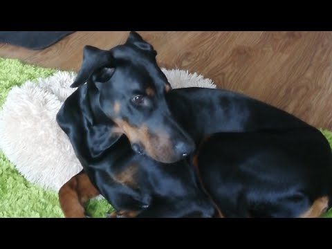 Видео: КОД_Т ШРЁДИНГЕРА: конфликтология от добермана Марса. реальные причины конфликтов и выход из них