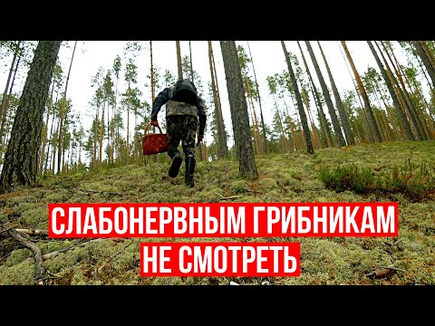 Видео: Грибник зашел в МОХ и ОБАЛДЕЛ! Слабонервным НЕ СМОТРЕТЬ!  Грибы и лес Сказочная Карелия