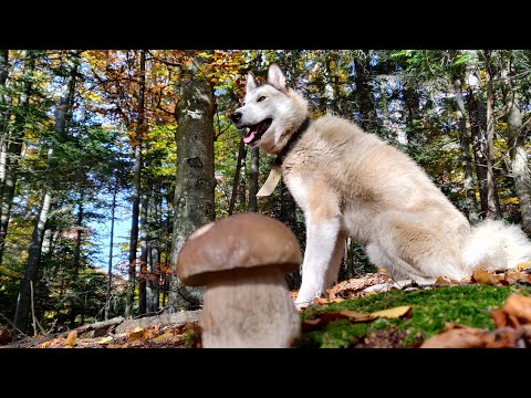 Видео: Гриби осінніх Карпат 