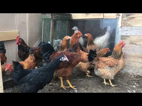 Видео: Кучинские юбилейные.( Ремейк)