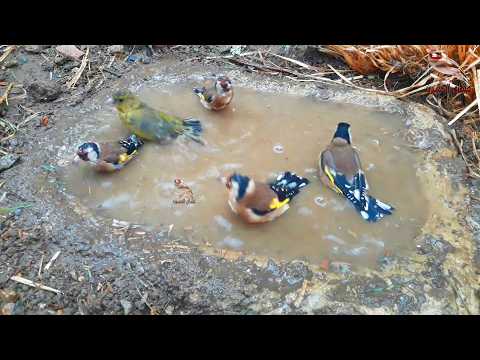Видео: Ванна для птиц с возбуждающими звуками
