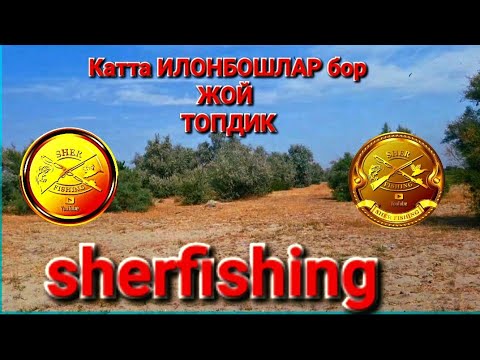 Видео: Илонбошларни катталари бор экан