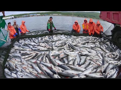 Видео: ➤Разновидности Рыболовных Сетей: Одностенные, Столблённые, Рамные, Ряжёвые!!!