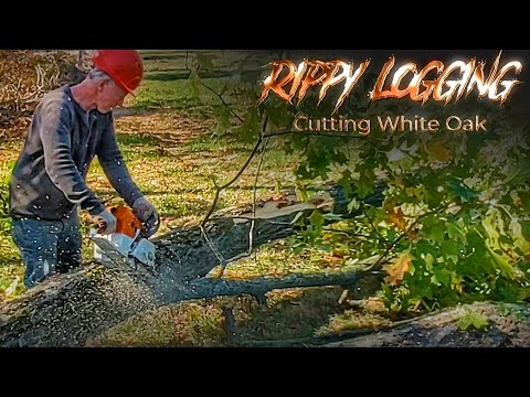 Видео: Вырубка прекрасных белых дубов #синийлесоруб #лесноехозяйство
