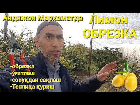 Видео: Андижон МАРХАМАТ туманида ЛИМОН обрезкаси
