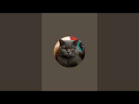 Видео: Кот Лёлик в прямом эфире!