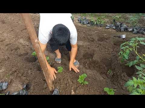 Видео: Тарзи коридани бодринг ба биогумус.908009163