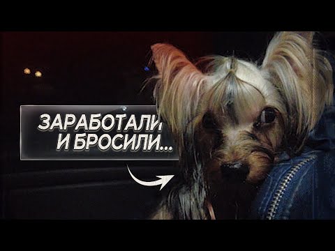 Видео: Кто говорил что наш приют не резиновый? Очередное пополнение!