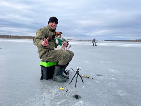 Видео: Лід 15 см і ми погнали на Віжомлю  Рибалка щука мормишка і плотва