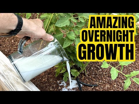 Видео: Всего 1 стакан, и помидоры вырастут за одну ночь! Плоды настолько крупные, что вы не сможете собр...
