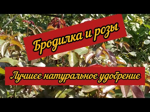 Видео: Бродилка и розы. Лучшее натуральное удобрение
