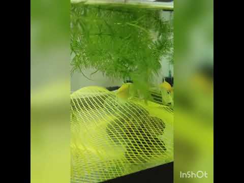 Видео: Нерест Тернеций подробная инструкция