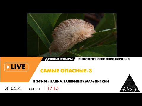Видео: Детский эфир "Самые опасные-3" рубрики "Экология беспозвоночных" с Вадимом Марьинским