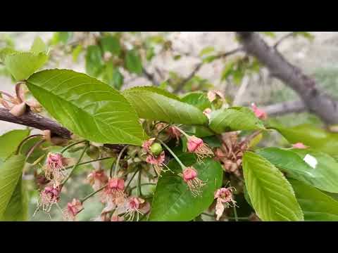 Видео: Гиластын гүлүнөн кийин эмне азык берүүгө болот?...