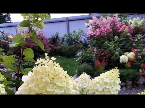 Видео: 🍁🌳🍂Яркая Осень 🍁в моем цветнике🌸Красавицы Гортензии и  не только...🌸🍂🌳🍁