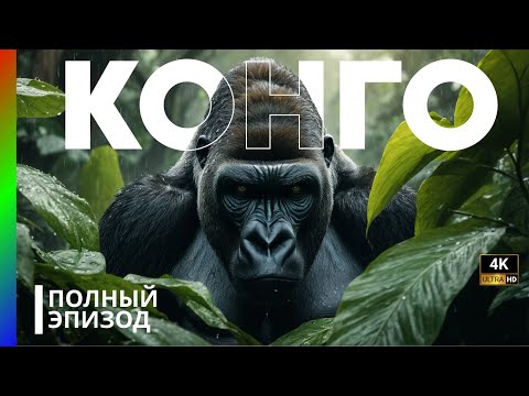 Видео: ДИКАЯ КОНГО: БОРЬБА ЗА ВЫЖИВАНИЕ В СЕРДЦЕ АФРИКИ