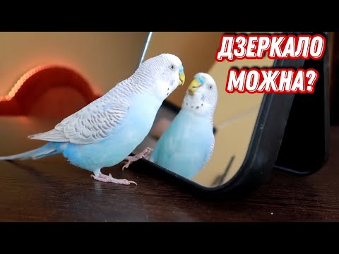 Видео: Чи можна дзеркало папужці?