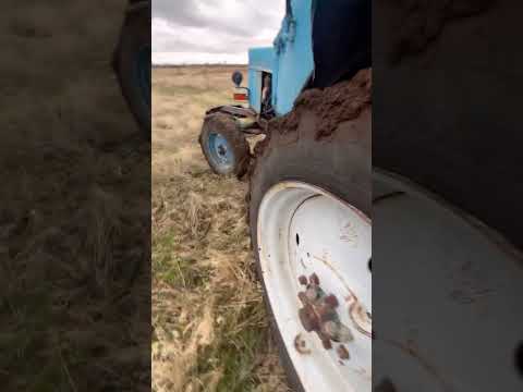 Видео: Допомога товаришу з посадкою черешні