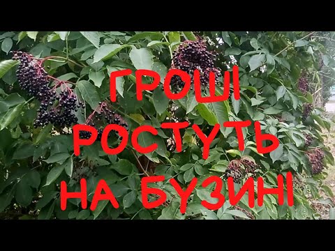 Видео: Заробіток на бузині в 2022 році...