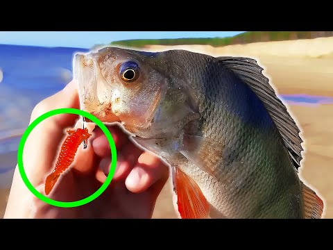 Видео: КАРОЛИНСКАЯ ОСНАСТКА НА ОКУНЯ!   Лучший монтаж для ловли окуня весной на спиннинг с берега