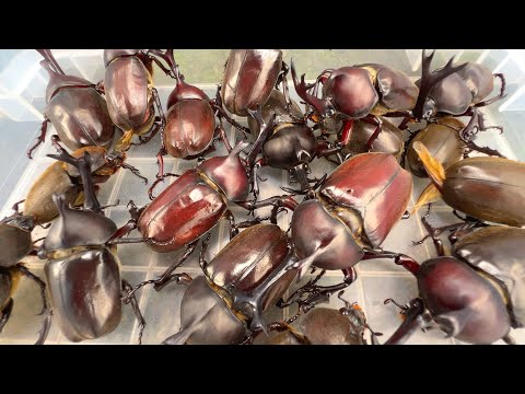 Видео: Beetle Festa 2023 [Жук и жук-олень]