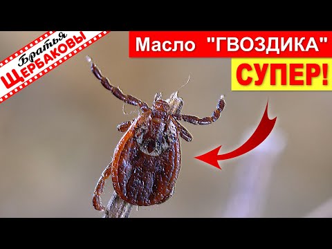 Видео: Масло ГВОЗДИКА и ЭВКАЛИПТ против КЛЕЩЕЙ! УРА, нашли ЛУЧШЕЕ отпугивающее КЛЕЩЕЙ средство!