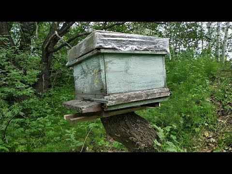 Видео: 20.06.2020 г. Проверка 10-ти ловушек. Поймал ещё 2 роя))) Мысли вслух о ловле роёв.