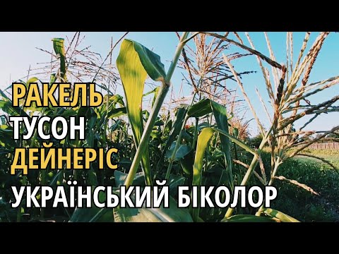 Видео: СУПЕРСОЛОДКІ СОРТИ КУКУРУДЗИ/Який сорт КУКУРУДЗИ вибрати для ПОЛІССЯ?/Кукурудза на ПІВНОЧІ