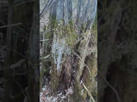 Видео: Мангровые леса 🤩#лес #пруд #природа #стезяправи