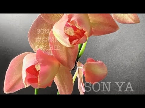 Видео: Мои новинки от SonYa. И немного новостей из коллекции 🤍💛🤍💛