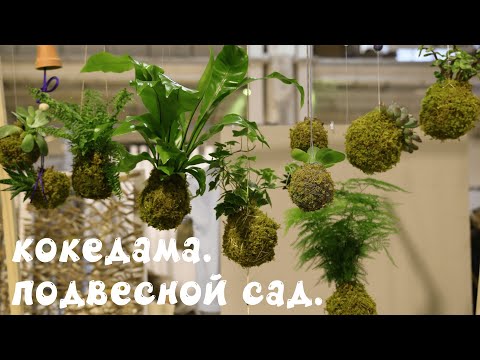 Видео: Кокедама  Делаем подвесной сад