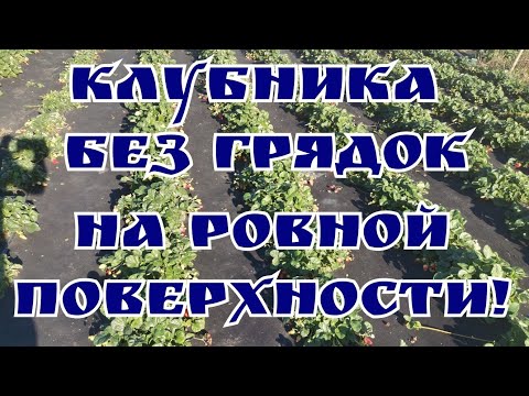 Видео: "КАК ПОСАДИТЬ КЛУБНИКУ НА АГРОСПАН, НЕ ИСПОЛЬЗУЯ ВЫСОКИЕ ГРЯДКИ! "