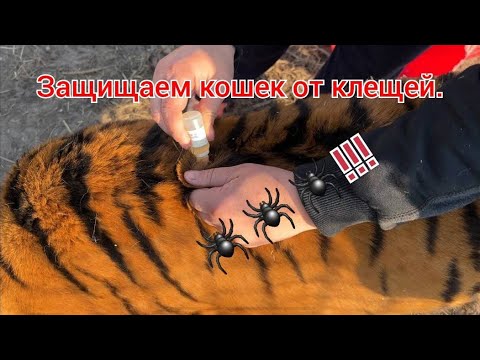 Видео: Защита Кошек от Клещей. Совет от ветеринара!