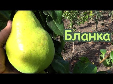 Видео: Груша БЛАНКА: современный промышленный сорт высокого качества