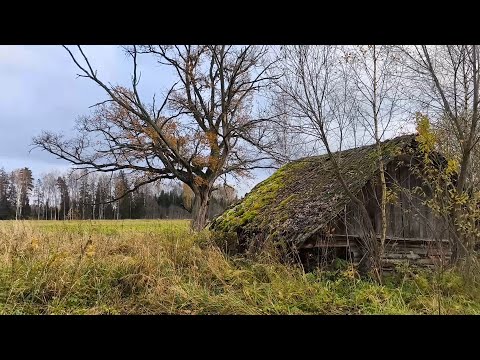 Видео: С металлодетектором по полям Латгалии.